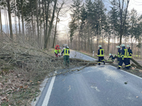 Baumsturz nach Sturmtief in Dittersbach, 17.02.2022