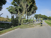 Baumsturz am Ortseingang Dittersbach, 15.08.2025